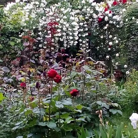 Il Germano Reale Alba (Piedmont)